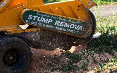 Reasons to Contact a Tree Surgeon for Felling Storm Damaged Trees