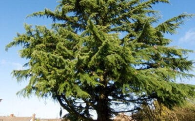 How to Identify Signs of an Unsafe Tree?