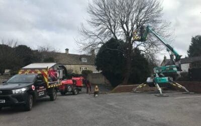 Important Facts About Hedge Trimming – Know From Tree Surgeons