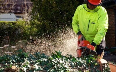 Key Steps Appropriate Optimum Safety to Tree Surgeons