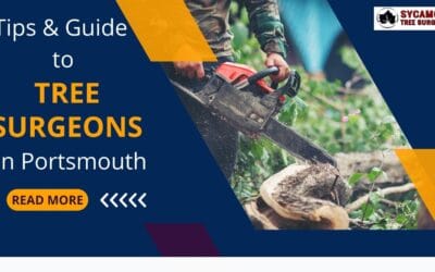 Vital Things to Check While Hiring a Tree Surgeon for Your Work