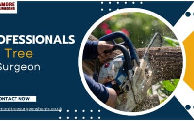 Basic Do’s and Don’ts that Tree Surgeons Keep in Mind for Pollarding