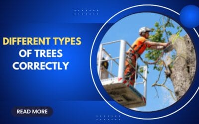 Guide to Prune Different Types of Trees Correctly