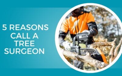 5 Reasons to Call a Tree Surgeon