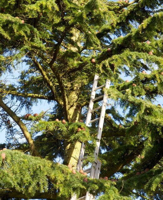 Hedge trimming and cutting