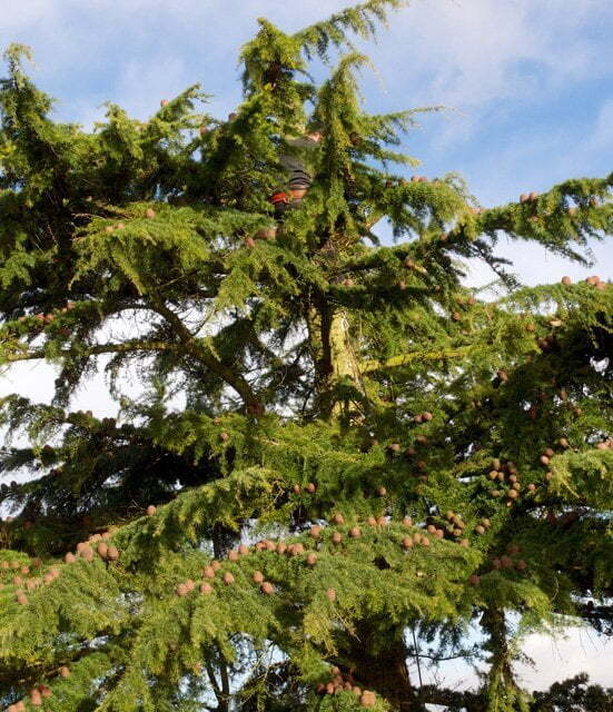 Hedge trimming and cutting