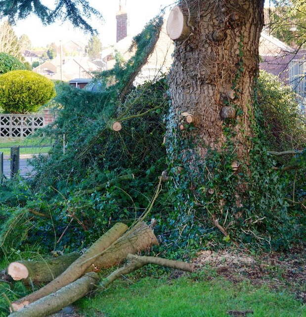 Stump grinding and removal