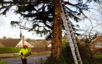 What Tree Surgeon Considers Before Cutting Hedges from Houses and Public Areas
