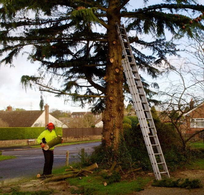 Stump grinding and removal
