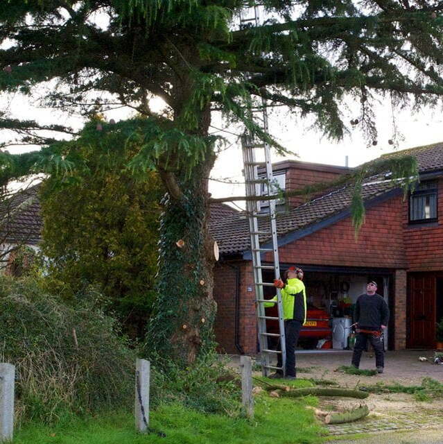 Professional tree surgeons in Portsmouth