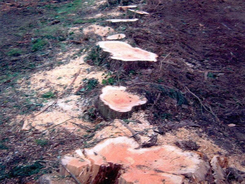 Stump grinding and removal