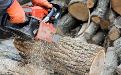 Protecting Your Trees During Construction: Essential Strategies