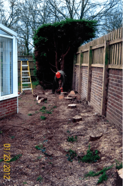 Stump grinding and removal