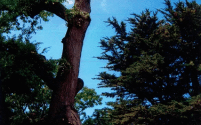 Tree Trimming, Pruning and Shaping – How Tree Surgeons Can Help?