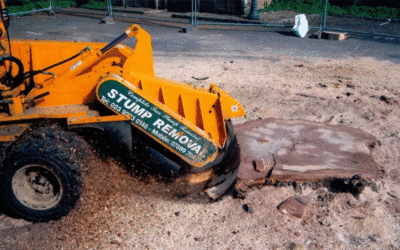 Common Tree Stump GrindingMisconceptions and Truths