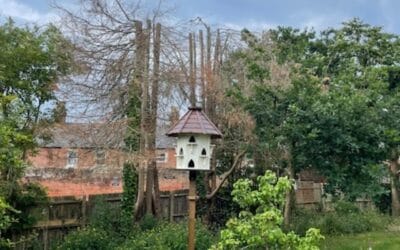 Why Hire a Professional Tree Surgeon for Tree Maintenance?