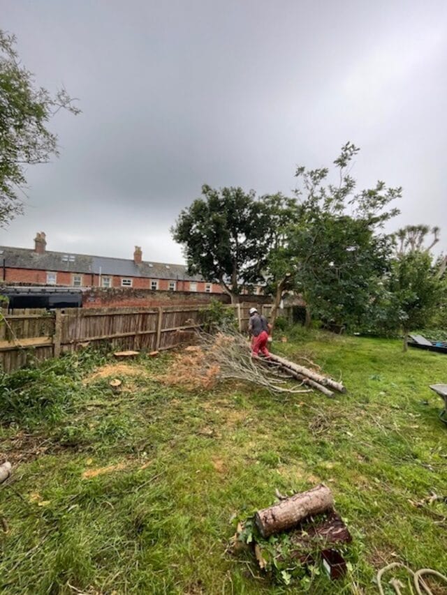 Stump grinding and removal