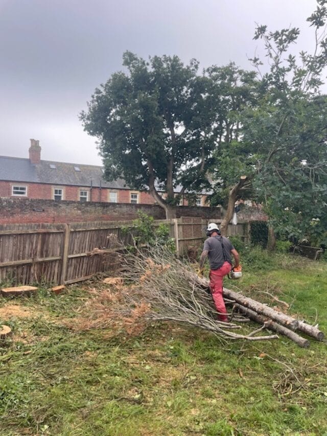 Stump grinding and removal