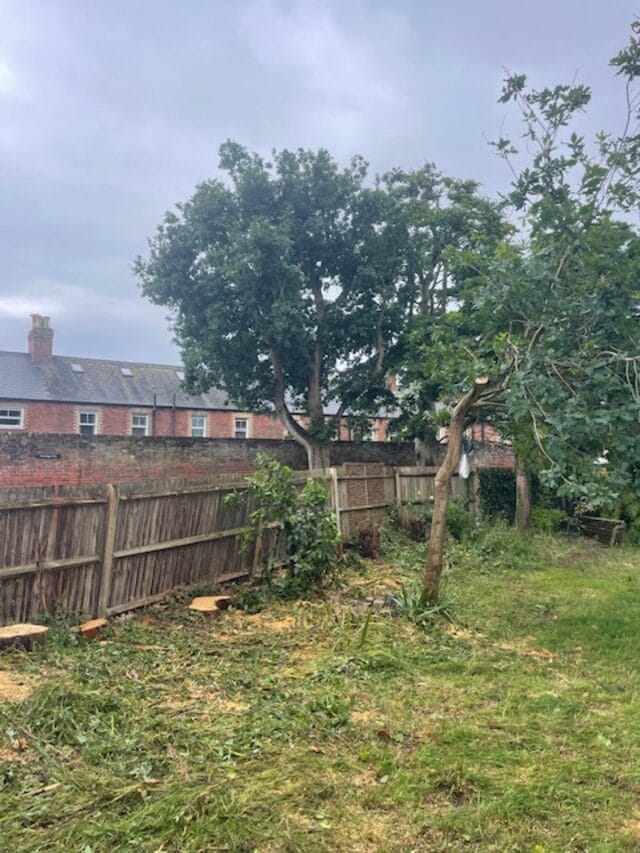 Stump grinding and removal