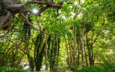 Tree Removal vs. Tree Surgery: What Tree Surgeons Want You to Know