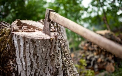 Tree Care: Surgery or Pruning—What Does Your Tree Need?