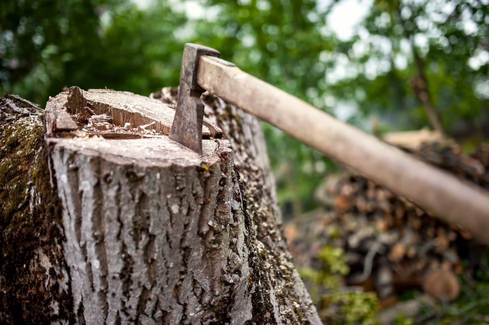 Tree Care: Surgery or Pruning—What Does Your Tree Need?