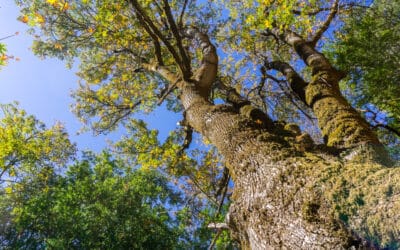 How Tree Surgeons Reduce the Risk of Emergency Call-Outs