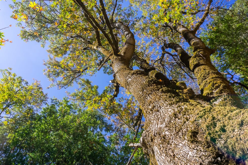 How Tree Surgeons Reduce the Risk of Emergency Call-Outs