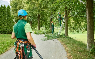 Stump Grinding vs. Stump Removal: Which One is Right?