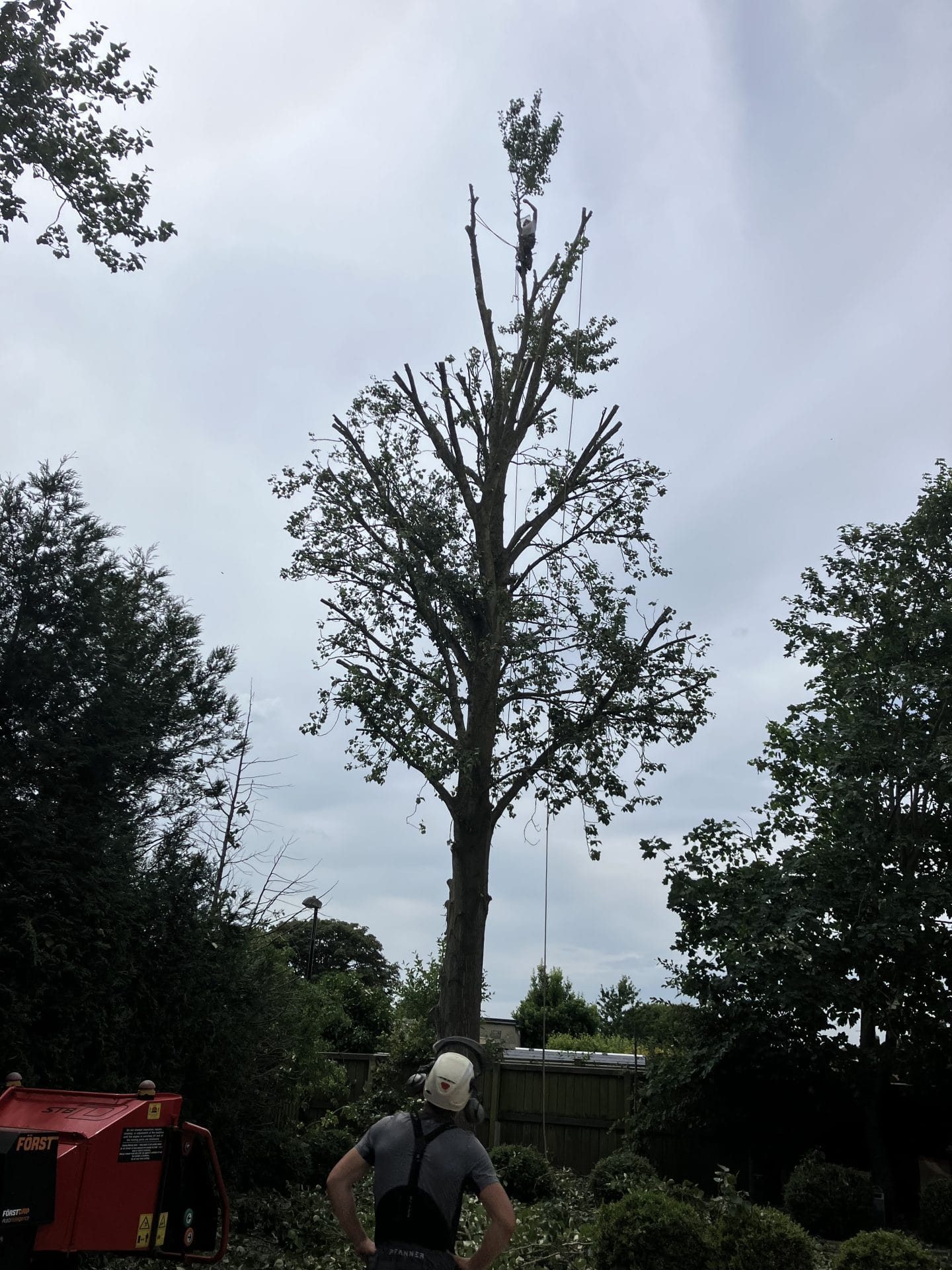 tree surgery and tree removal services