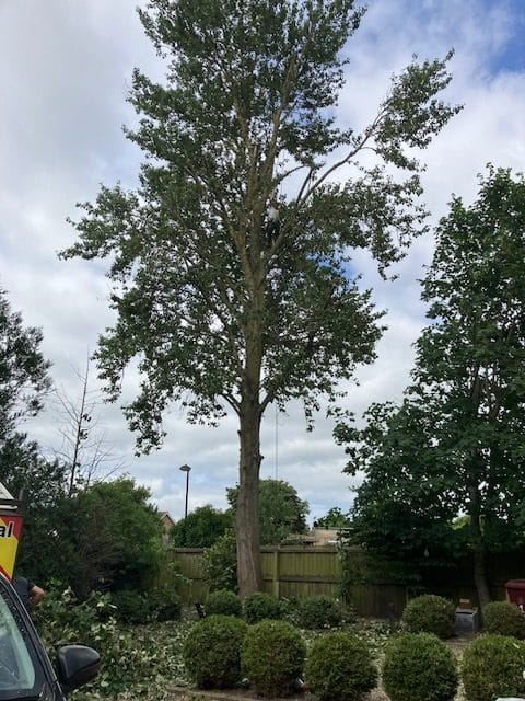 Sycamore Tree Surgeons in Portsmouth providing expert tree surgery and tree removal services