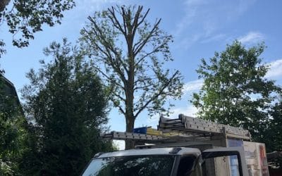Why is Professional Tree Surgery Essential for the Protection of Commercial Properties?