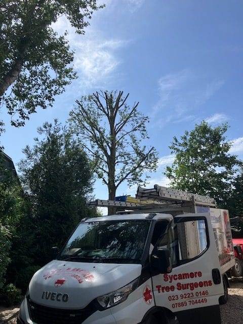 Professional tree surgeons in Portsmouth – Sycamore Tree Surgeons carrying out tree trimming